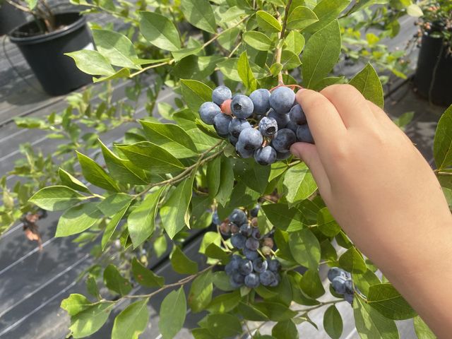 無農薬だそうです_ブルーベリーランドシャフト