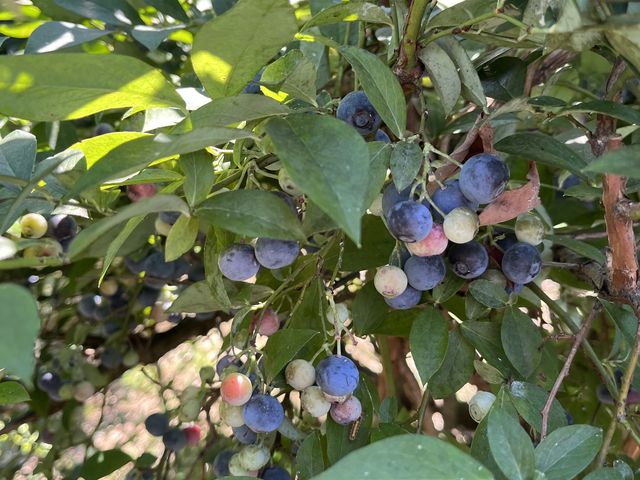 ブルーベリーの実_よこはまあさひブルーベリーの森