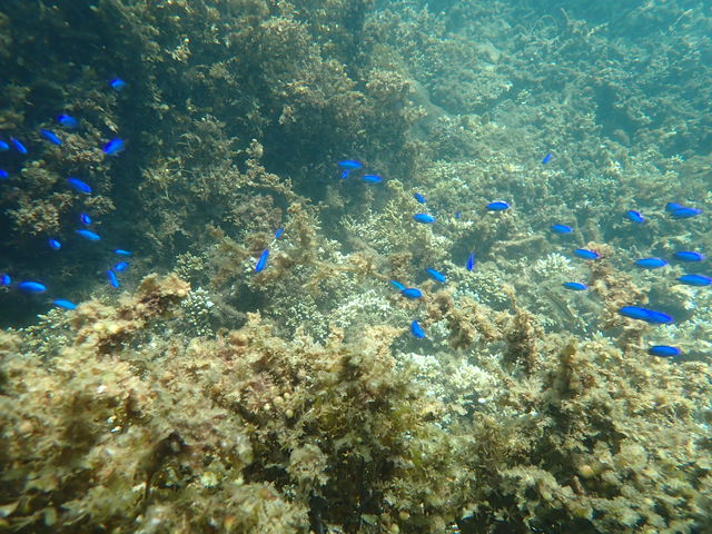 カラフルな魚をたくさん見ることができました。_竜串観光振興会 マリンクラブジョイ