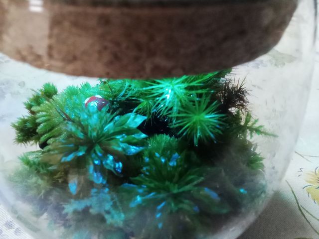 蓋に5色に変化するライトがあって、幻想的です_流木屋 地(つち)