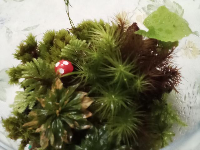 いろんな種類の苔を植えました♪_流木屋 地(つち)