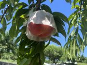 stardust☆さんのワンダーツアーズの投稿写真2