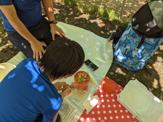 ぶどうは氷水で冷やすとより一層美味しいですよ。_太豊ぶどう園(柏原市観光ぶどうセンター太平寺支部)