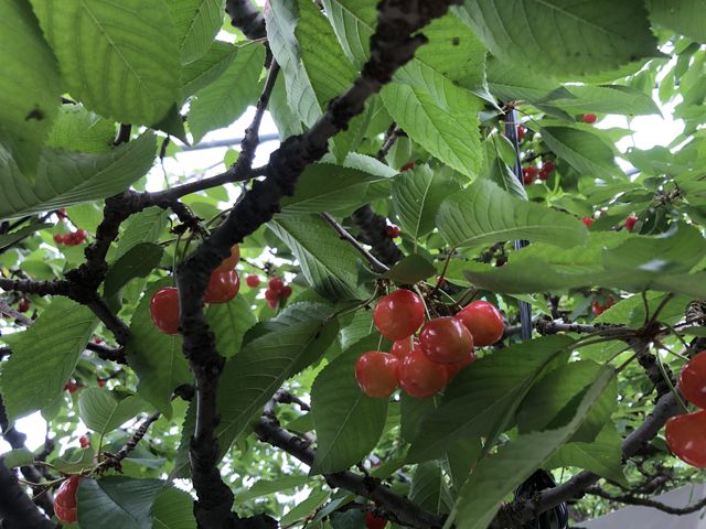 プリプリでした_田村さくらんぼ園