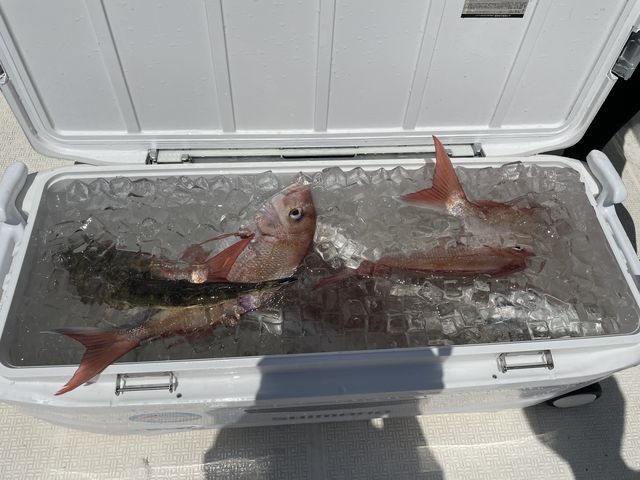 鯛、こち、ぐれ?息子が黒い魚釣りました。_森渡船