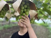 maaさんの吉村観光農園の投稿写真1