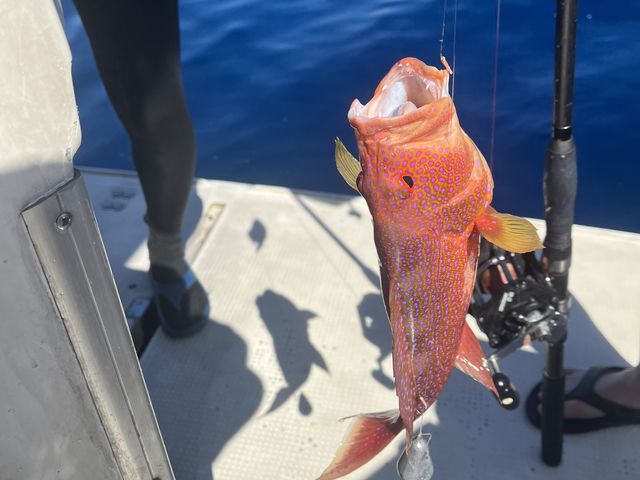 魚釣りもたくさん釣れて楽しめました。釣りに詳しくなくても、しっかりサポートしていただけました。_サンエイト池間島