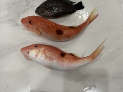 カズさんの海あしび(海うさぎ丸)への投稿写真1