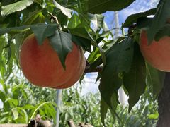 エリコさんの御坂農園グレープハウスへの投稿写真1