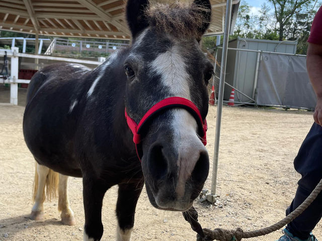 ルナ。チビッコホースの中で最高齢!引き馬で活躍♪_さんさん牧場
