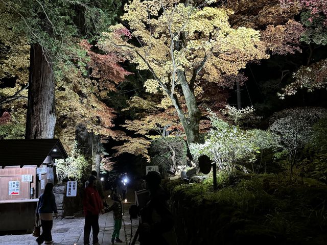夜の光に照らされるもみじ_光前寺の紅葉