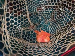 はっせーさんの釣って見つけるぼうけんの国 相模原上溝店への投稿写真1
