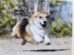 南あわじドッグラン・飛行犬撮影所の写真1