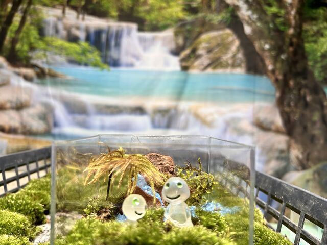 屋久島をイメージ_苔テラリウムワークショップいずはら