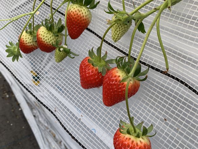 上の方が緑のタイプの苺です。
可愛かったので写メしました。_越谷いちごみらい園
