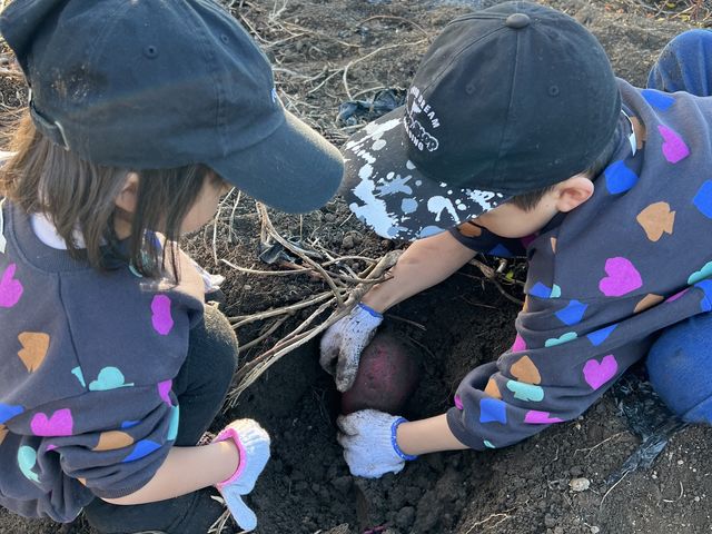 子供たちは初めてのお芋掘りに大興奮!!_星野農園 高滝湖