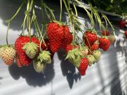 kenkenさんの苺や本舗の投稿写真3