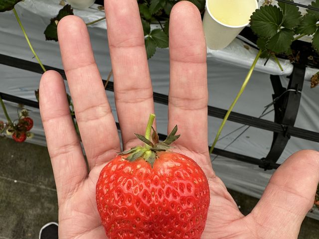 こんな大きいのがいっぱいあります_福助ファーム