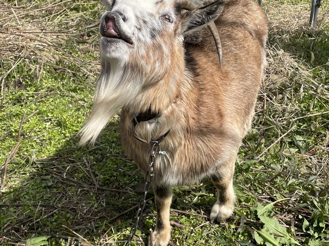 やぎ_サンシャイン果樹園