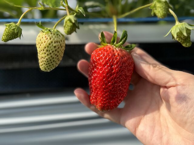 大きいサイズも有り_ヤァー!ベリーファーム