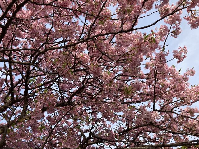 河津桜_河津町観光協会