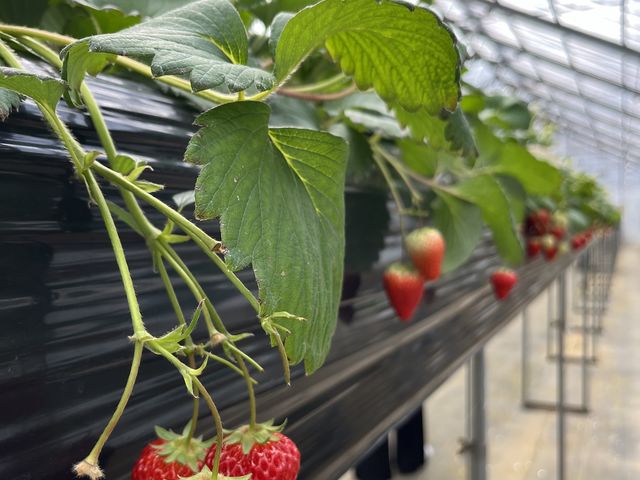あかいいちご!_熱田農園 strawberry54