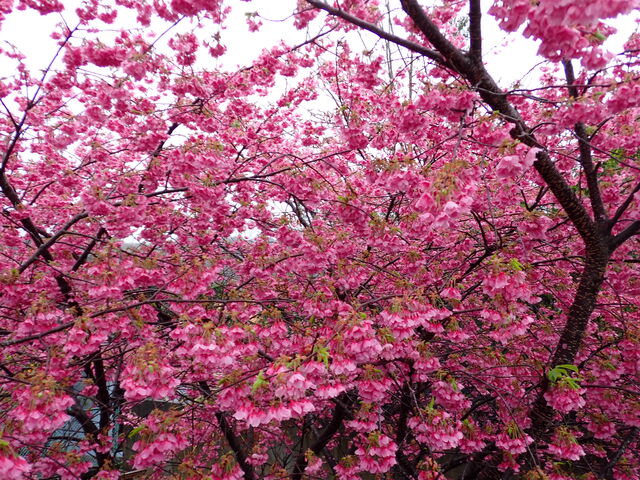 河津桜まつり