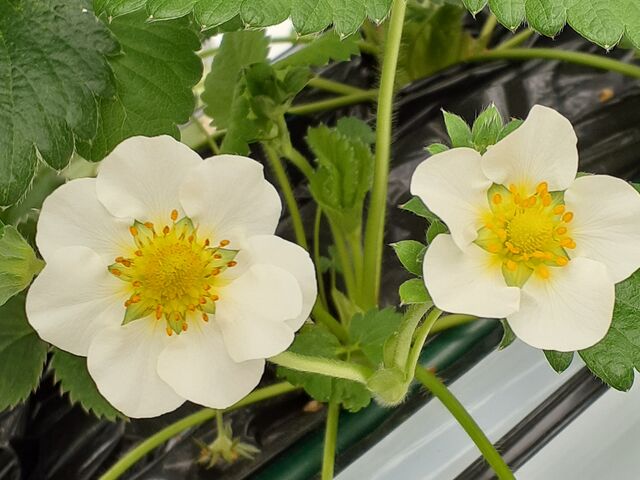 可憐な花です。_サニーさんファーム