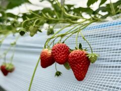 pさんのヤァー!ベリーファームへの投稿写真1