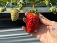 pさんのヤァー!ベリーファームへの投稿写真2