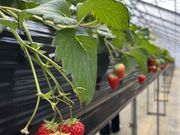 おもさんの熱田農園 strawberry54の投稿写真1