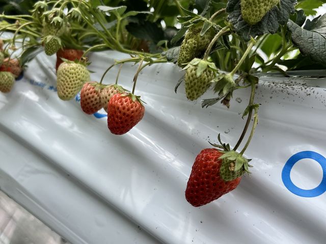 いちご_Aska Strawberry Field