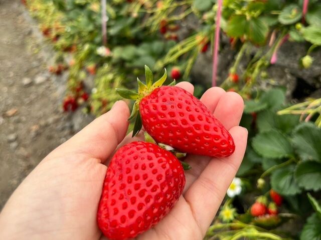 いちご狩り_なぎさ園