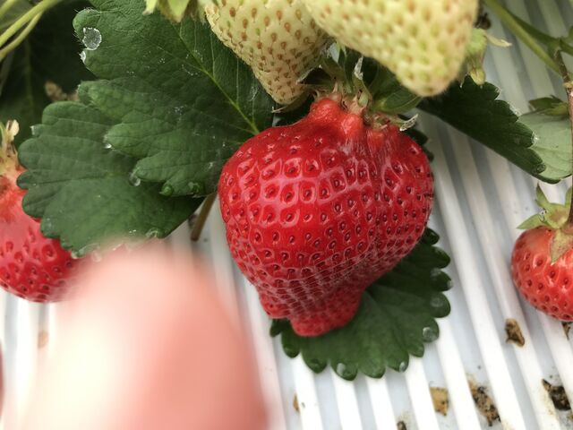 大きいあまおうより、中くらいで照りがあるあまおうが美味しいです!!_やすこうち農園