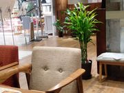 K2さんのTHF(トロピカルハーブファクトリー)の投稿写真7