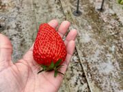 ひちょさんのいちごの森 あおやまの投稿写真1