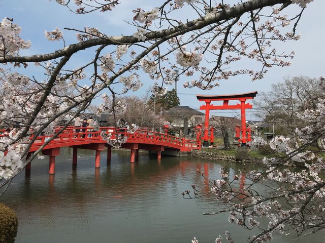 鳥居と放生池にかかる神路橋_涼ヶ岡八幡神社