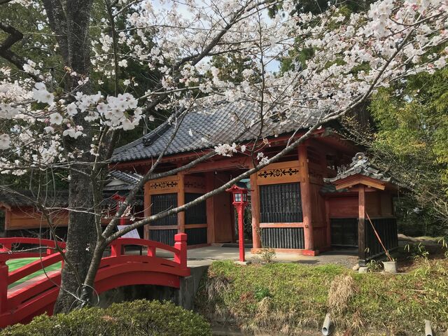 桜と随身門_涼ヶ岡八幡神社