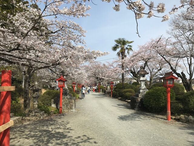 満開の桜と参道_涼ヶ岡八幡神社