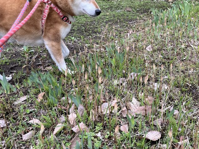 マスコット柴犬テツさん_渡部家史料館