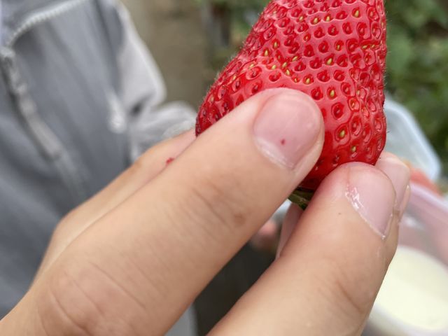 大きいいちごたくさんありました!_丘の上のいちご園
