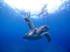 ひかりんさんのサマードリーム石垣島への投稿写真1