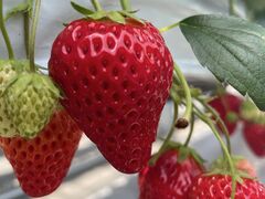みかんさんのSugar Berry 杉戸いちご農園への投稿写真1