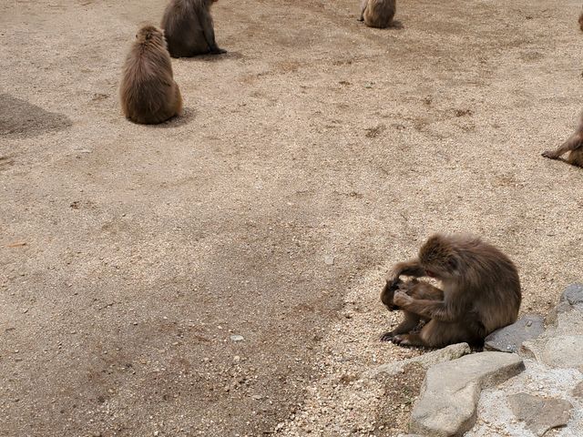 エサ待ちのお猿たち_小豆島交通株式会社