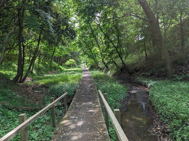 低地にはきれいな小川が流れていました_四街道総合公園