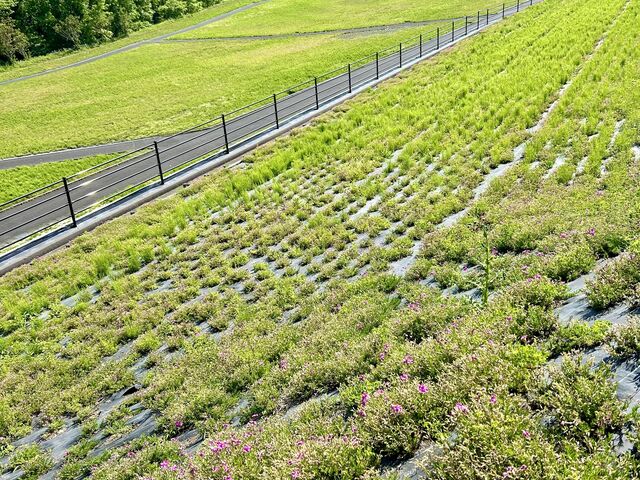 市貝町の4色の芝桜を見る予定でしたが、全て枯れて、ただの芝だけでした。_株式会社ジャンボツアーズ