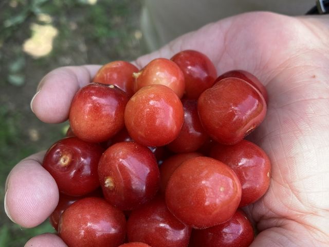 美味しかった!_Hosaka Farm〔保坂果樹園〕