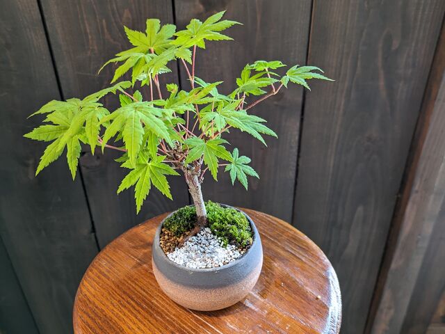 初盆栽_樹翠菴