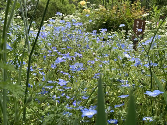 天神山ガーデンのネモフィラ_花の森・天神山ガーデン