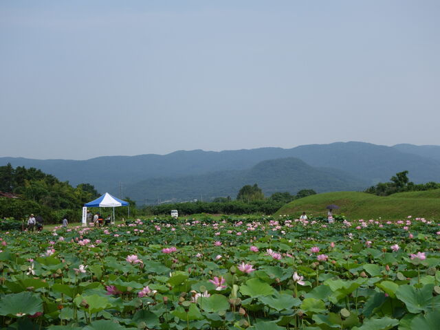 7月13日の開花状況_あつかし千年公園